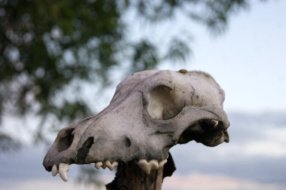 Sky skull stubborn
