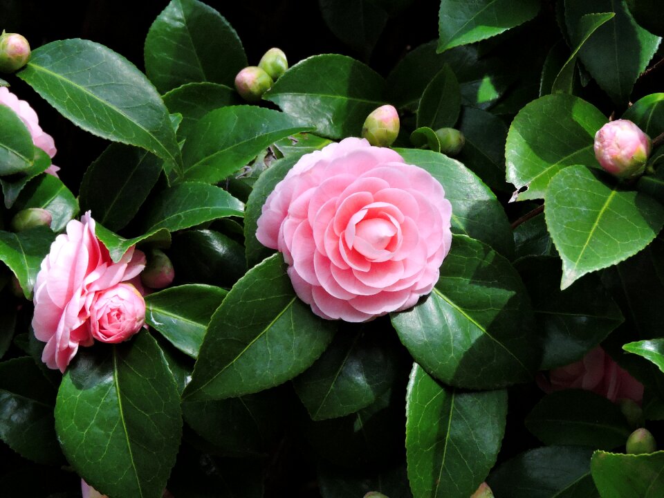 Green flower nature