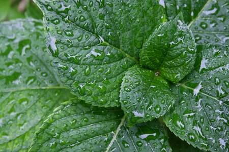Dew water drops green