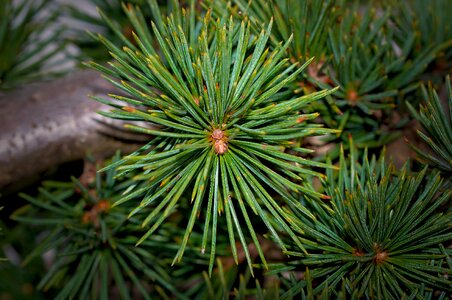 Cedar plant branch
