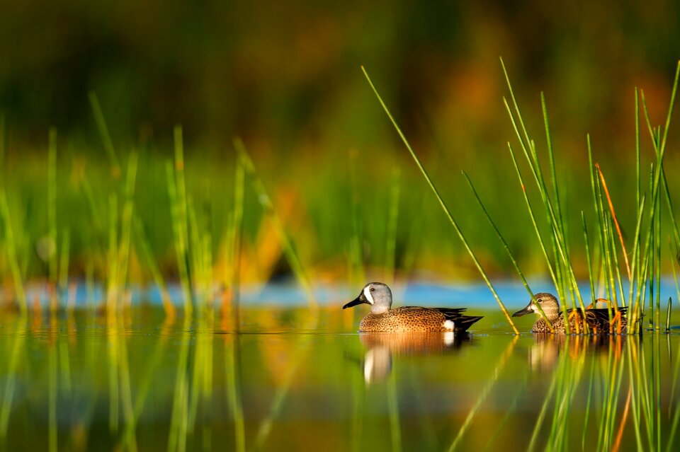 Wildlife plants reeds