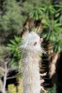 Thorny skewers cactus