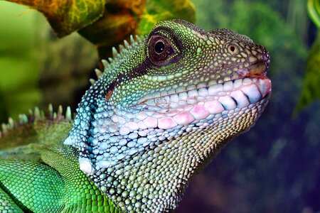 Male dragon water