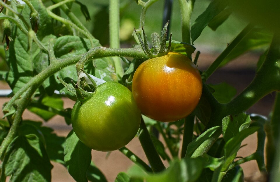 Cherry tomato orange tomato ripening