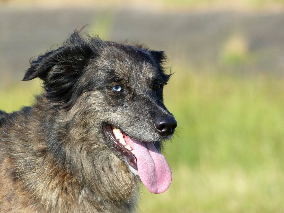 Dogs crossing blue eye