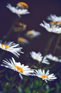 White daisies flowers summer
