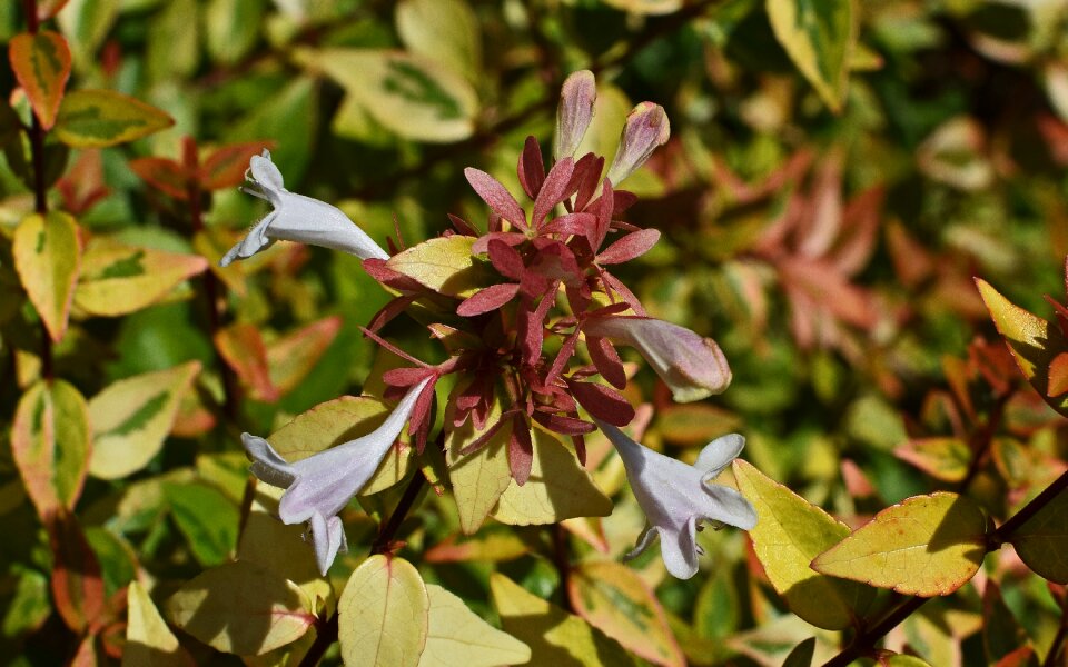 Bloom variegated foliage plant