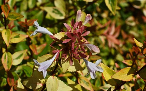 Bloom variegated foliage plant
