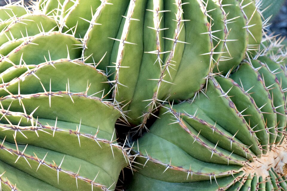 Thorny skewers cactus