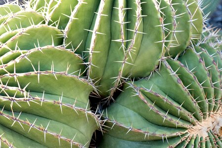 Thorny skewers cactus