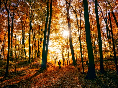 Man walking fallen leaves photo