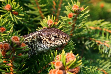 Animal zoo sand lizard photo