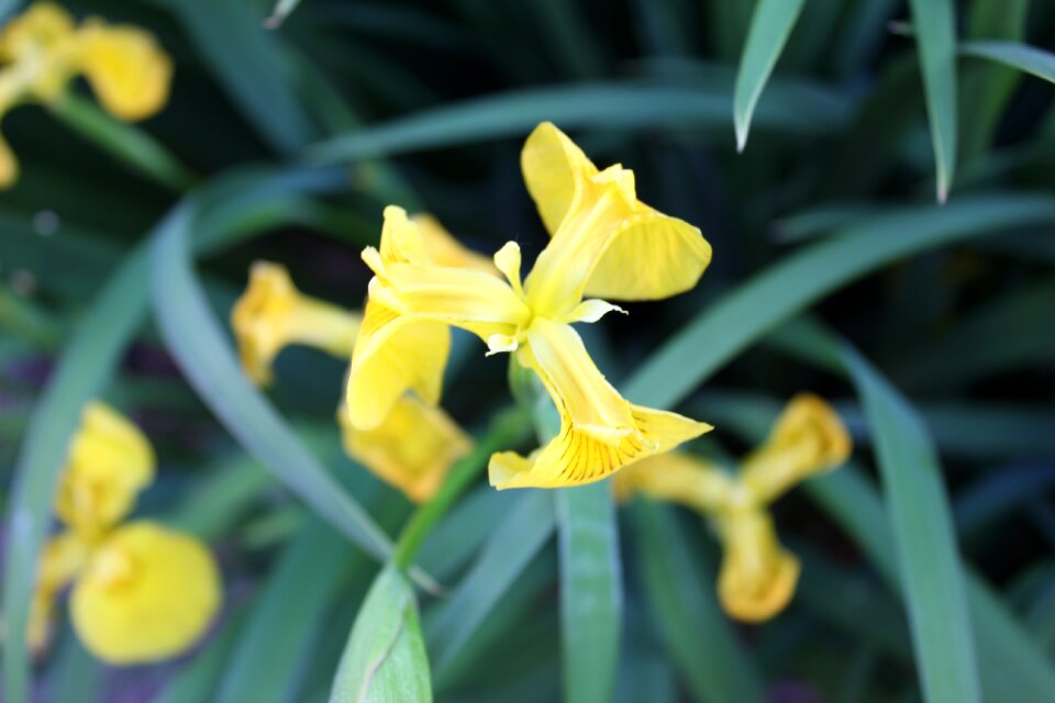 Floral spring nature