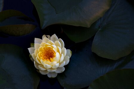 Water lilies water lily flowers photo