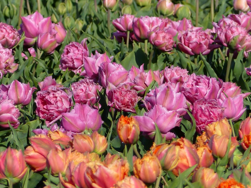 Flower bulbs bulb netherlands