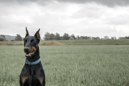 Pet field meadow
