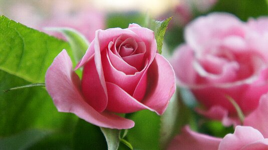 Pink flower flower flowers