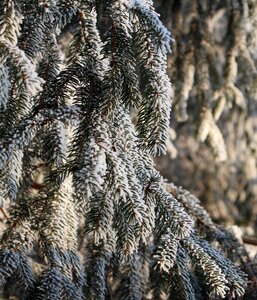 Landscape trees cold