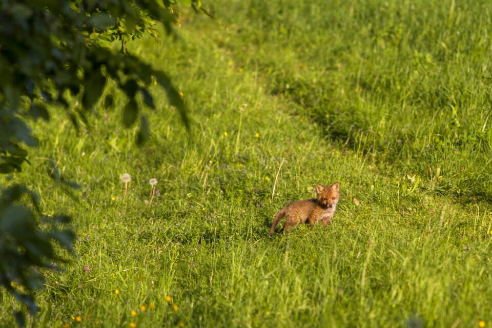 Young fox curious fox puppy