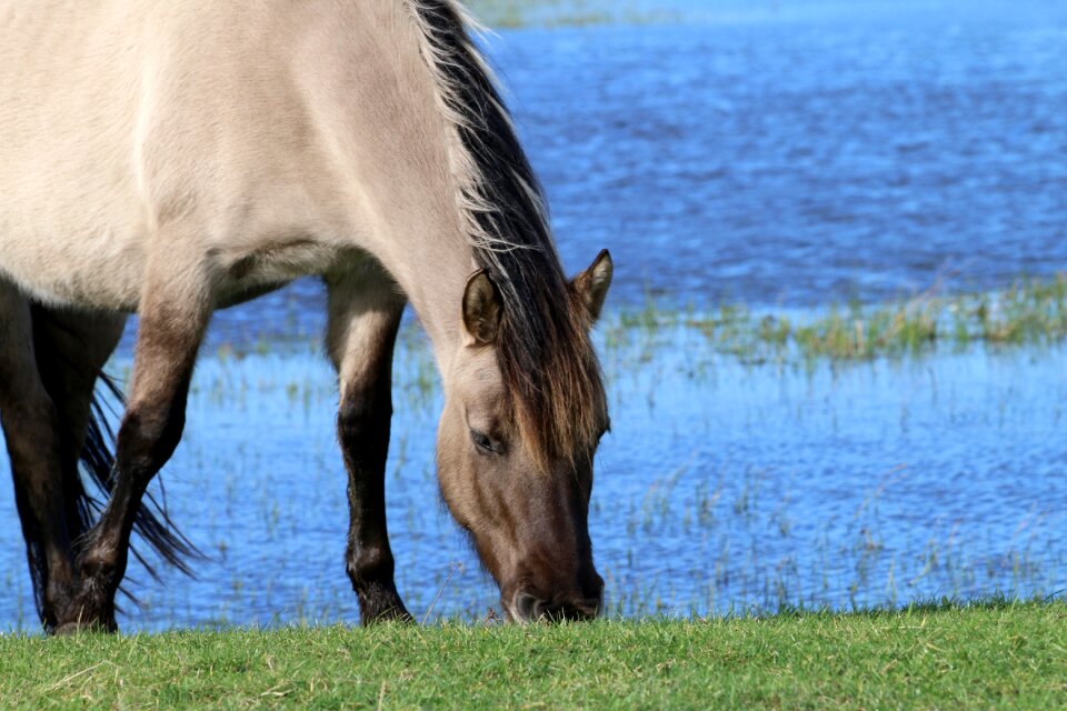 Horse nature animals