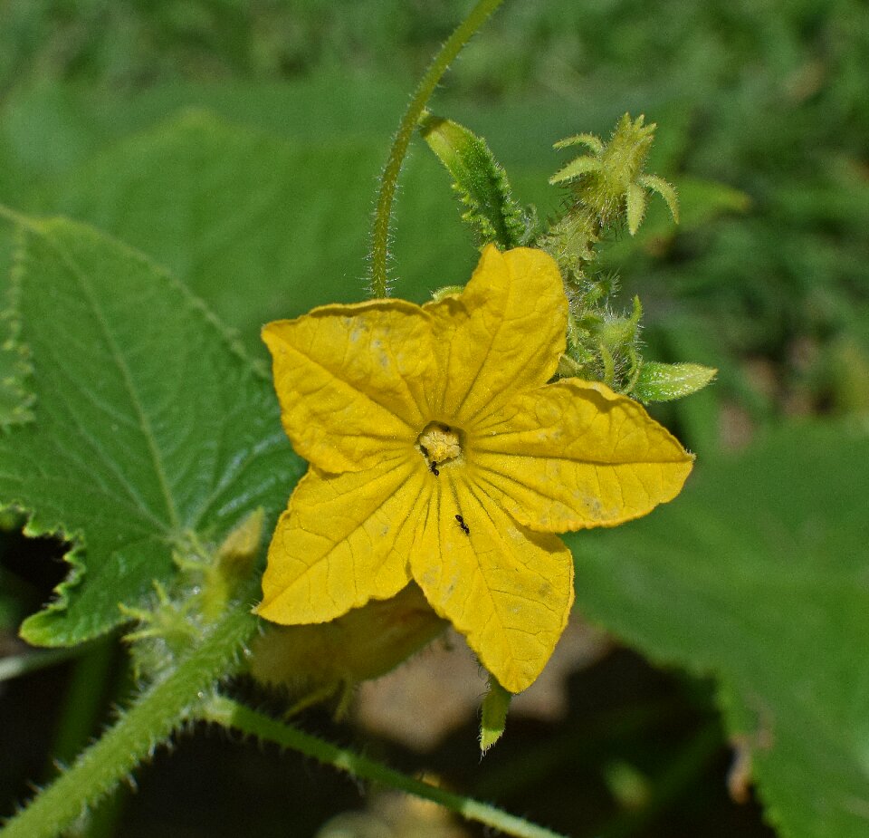Bloom plant vegetable