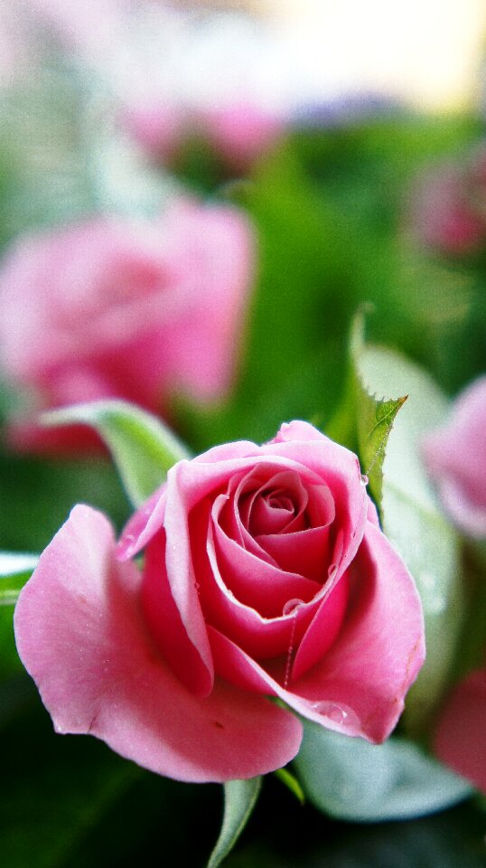 Pink flower flower flowers