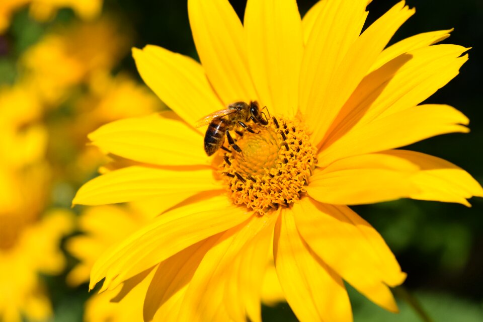 Bloom yellow yellow flowers