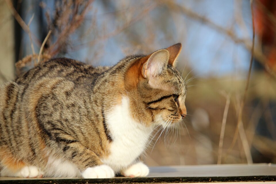 Mackerel grass domestic cat