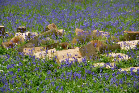 Wild hyacinth forest colors photo