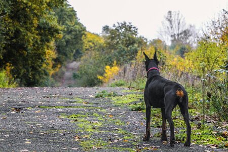 Pet field meadow