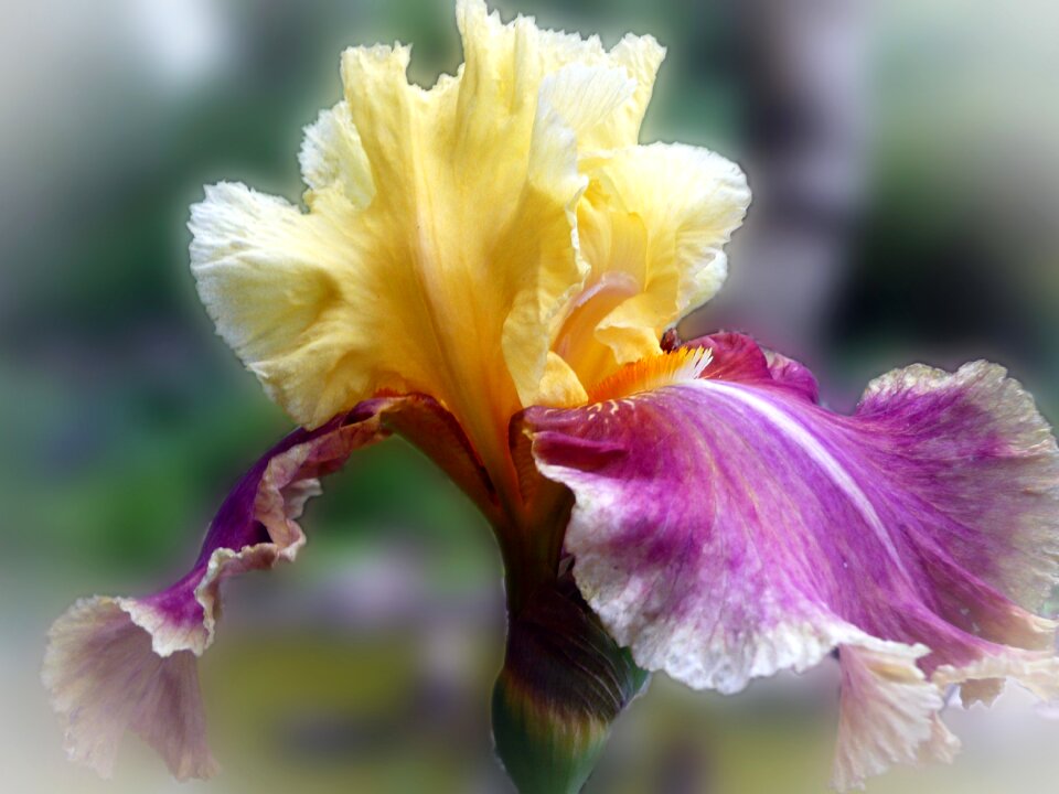 Purple yellow close up garden