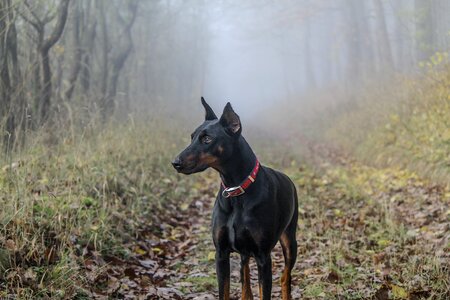 Pet field meadow