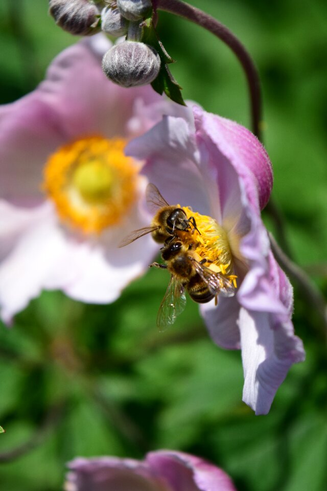 Bees flower insect