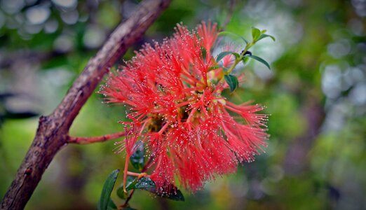 Blossom bloom brush