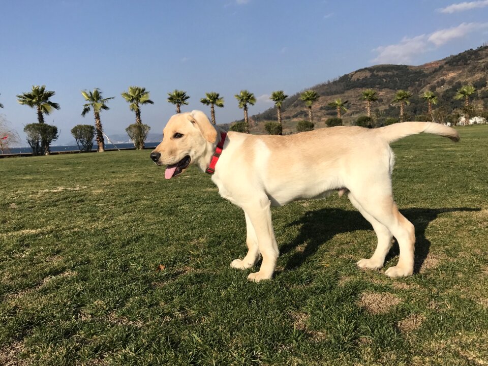 Labrador dog outdoor pets