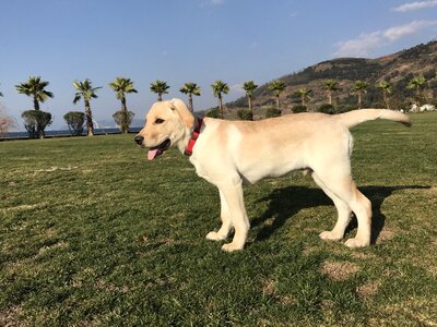 Labrador dog outdoor pets photo