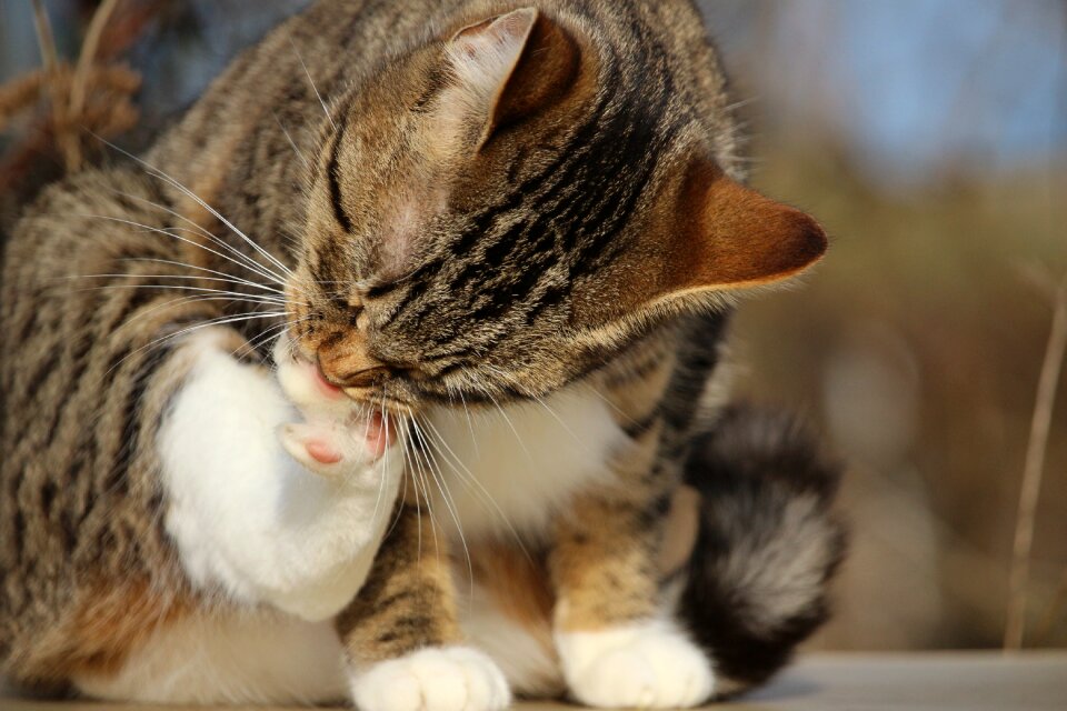 Paw clean young cat