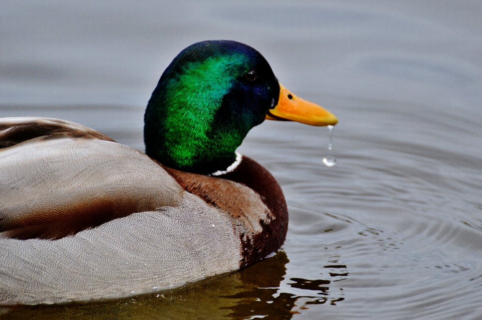 Plumage water feather