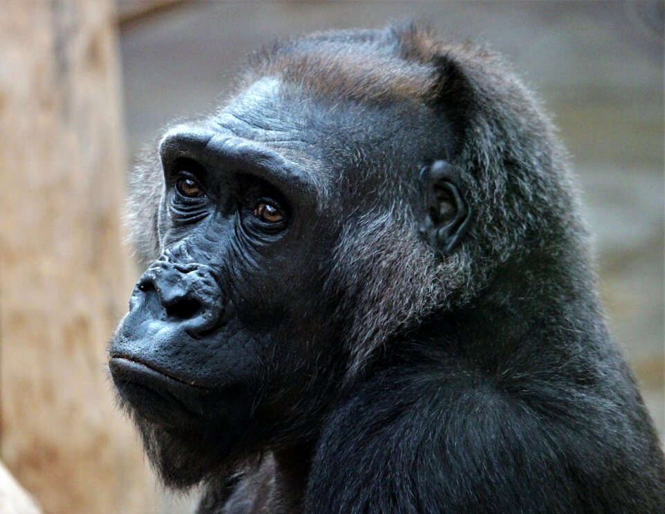 The prague zoo kamba animal