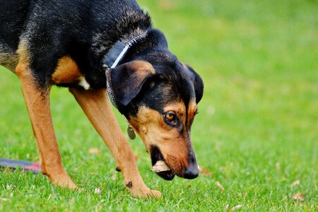Romp play meadow