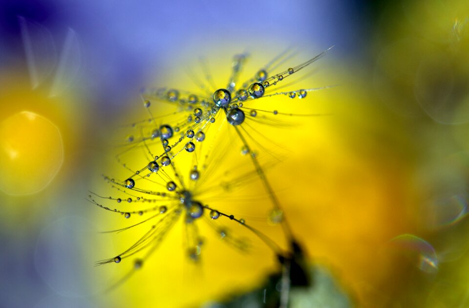 Macro plant water