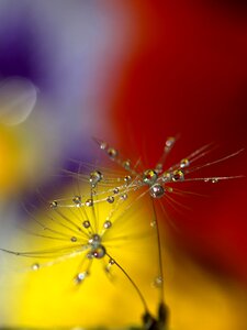 Macro plant water
