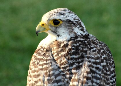 Ave bird of prey falconry