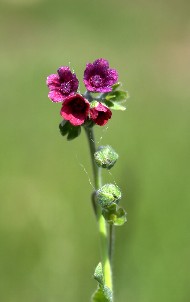 Bell wild flower plant