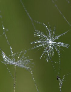 Wet macro plant