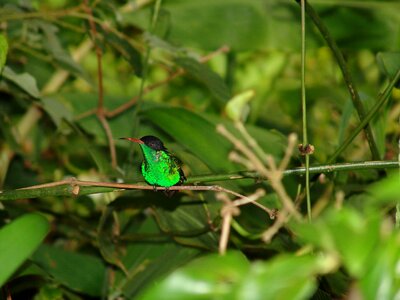 Bird doctors bird green