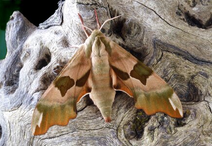 British nature insect