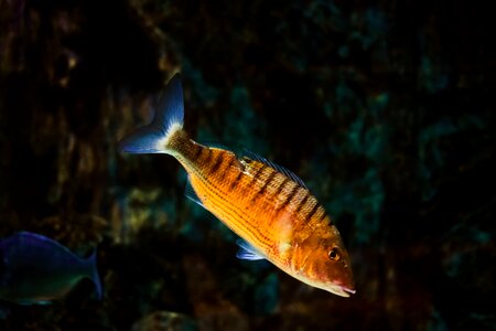 Nature aquarium environmental museum