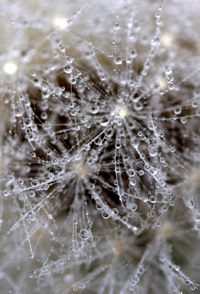 Macro plant water