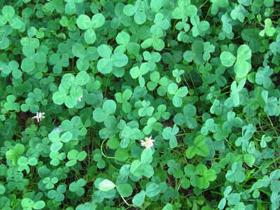 Foliage structure texture